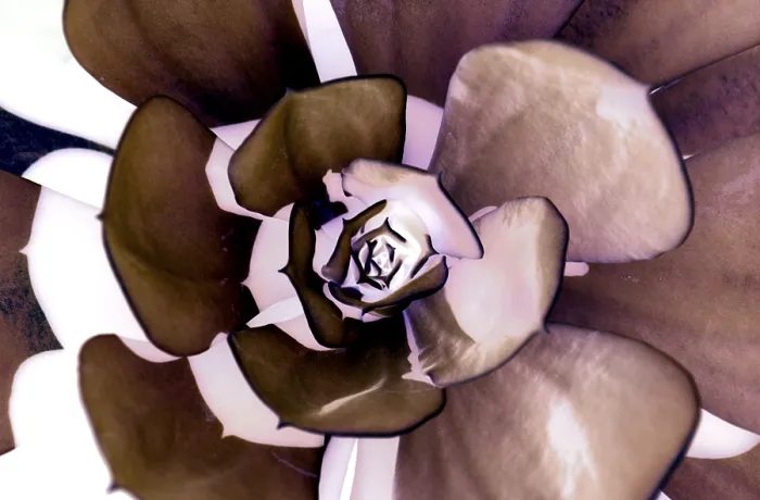 Stampa con cornice : Leafs