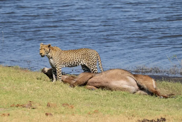 Stampa con cornice : Leopardo (Panthera pardus) con uccisione.