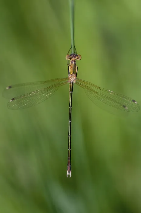 Stampa con cornice : Barbarus di Leste, Libellula Migratrice Stampa con cornice : Barbarus di Leste, Libellula Migratrice