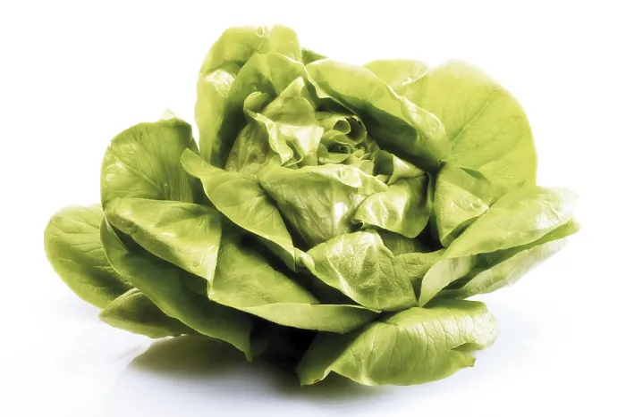 Stampa con cornice : Lettuce