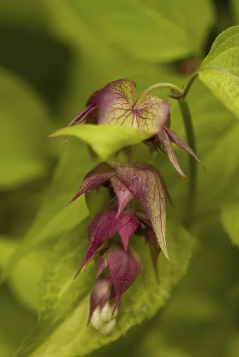 Stampa con cornice : Leycesteria formosa
