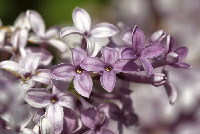 Stampa con cornice : Lilac