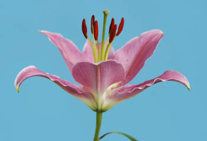 Stampa con cornice : Lily Stampa con cornice : Lily