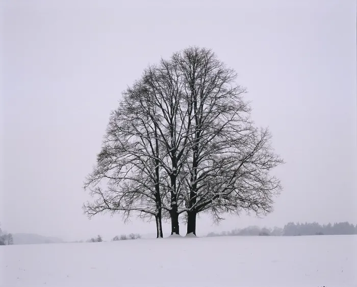 Stampa con cornice : Tre limoni - inverno Stampa con cornice : Tre limoni - inverno