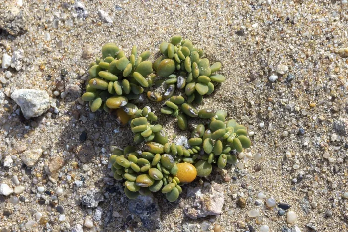 Stampa con cornice : Lithops lichen, succulenta, Namibia. Stampa con cornice : Lithops lichen, succulenta, Namibia.
