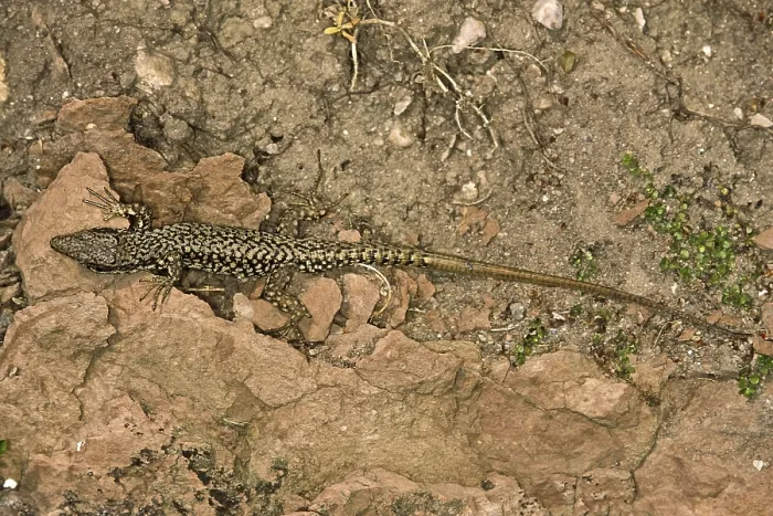 Stampa con cornice : Lizard Stampa con cornice : Lizard