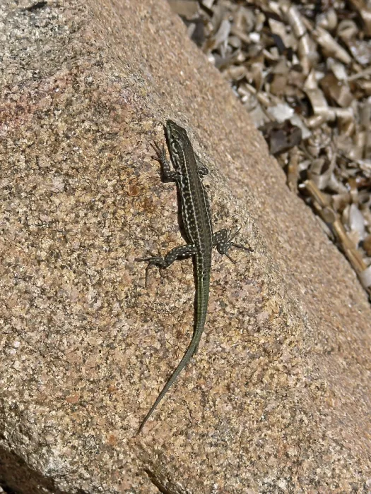 Stampa con cornice : Lizard Stampa con cornice : Lizard