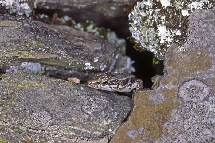 Stampa con cornice : Lizard
