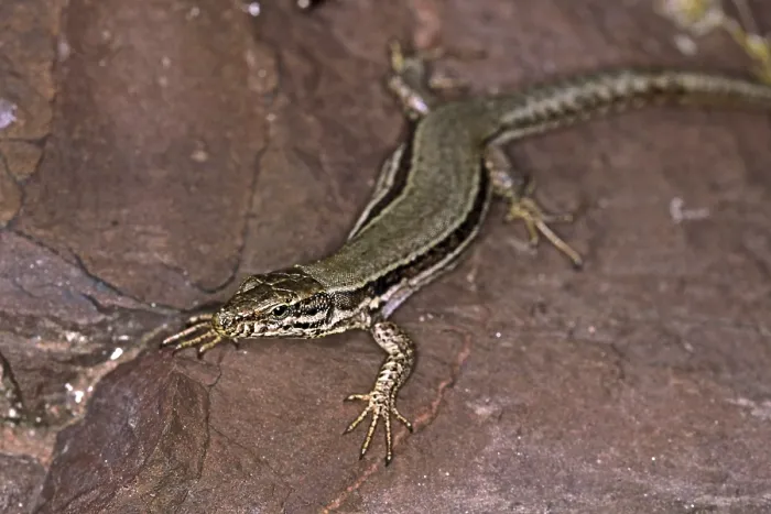 Stampa con cornice : Lizard Stampa con cornice : Lizard
