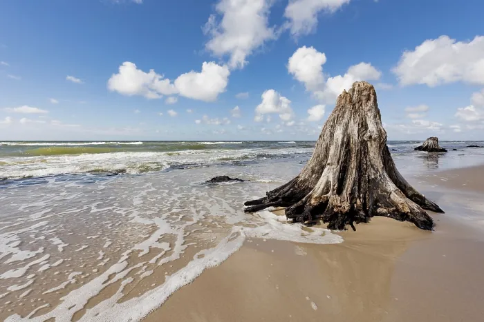 Stampa con cornice : Foresta perduta
