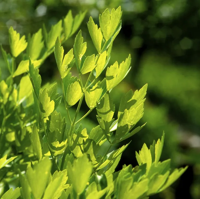 Stampa con cornice : Lovage Stampa con cornice : Lovage