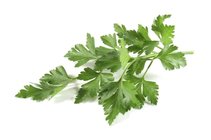 Stampa con cornice : Lovage Stampa con cornice : Lovage
