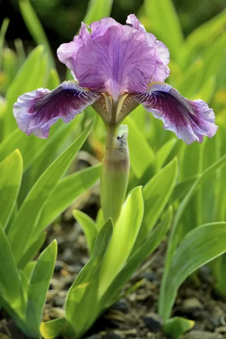 Stampa con cornice : Iris barbata. Stampa con cornice : Iris barbata.