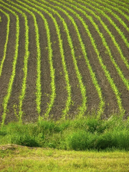 Stampa con cornice : Campo di mais