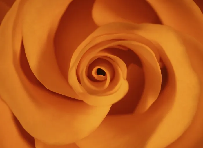 Stampa con cornice : Un macro di una rosa in arancione. Stampa con cornice : Un macro di una rosa in arancione.