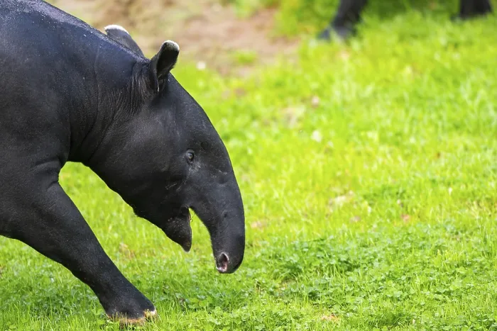 Stampa con cornice : Tapiro malese (Tapirus indicus) che cammina in un prato. Stampa con cornice : Tapiro malese (Tapirus indicus) che cammina in un prato.