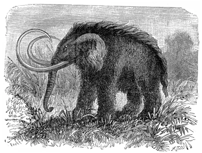 Stampa con cornice : Il mammut, Elephas primigenius.