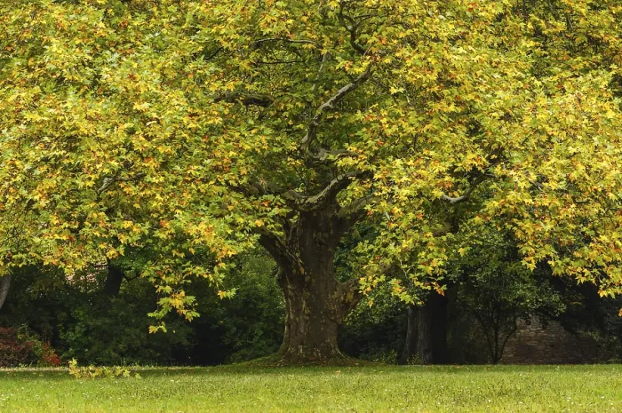 Stampa con cornice : 'Acero (Acer) in autunno, Turingia, Germania'. Stampa con cornice : 'Acero (Acer) in autunno, Turingia, Germania'.