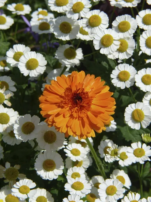 Stampa con cornice : Marigold Stampa con cornice : Marigold