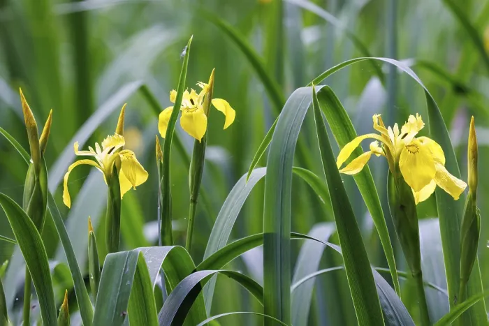 Stampa con cornice : Iris pseudacorus (Iris pseudacorus), Germania. Stampa con cornice : Iris pseudacorus (Iris pseudacorus), Germania.