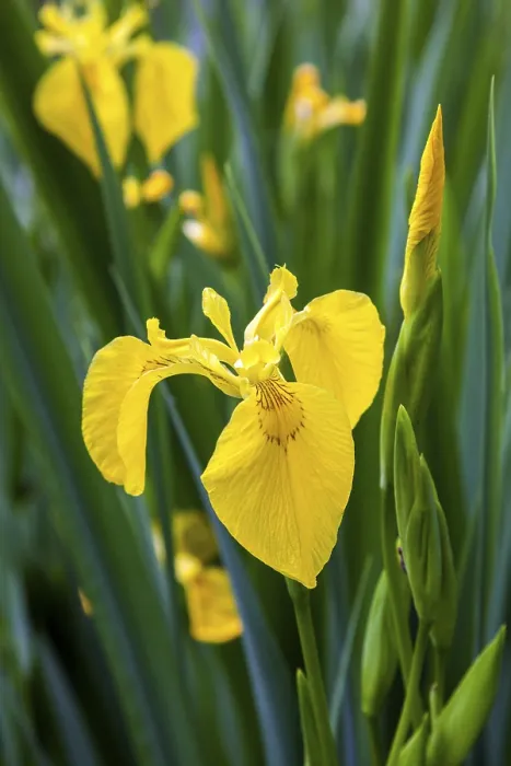 Stampa con cornice : Iris palustre, iris giallo (Iris pseudacorus) Stampa con cornice : Iris palustre, iris giallo (Iris pseudacorus)