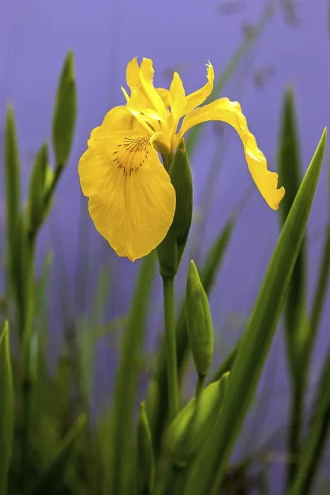 Stampa con cornice : Iris palustre, iris giallo (Iris pseudacorus). Stampa con cornice : Iris palustre, iris giallo (Iris pseudacorus).