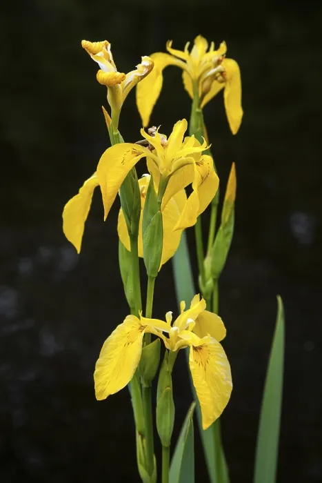 Stampa con cornice : Iris palustre, iris giallo (Iris pseudacorus) Stampa con cornice : Iris palustre, iris giallo (Iris pseudacorus)