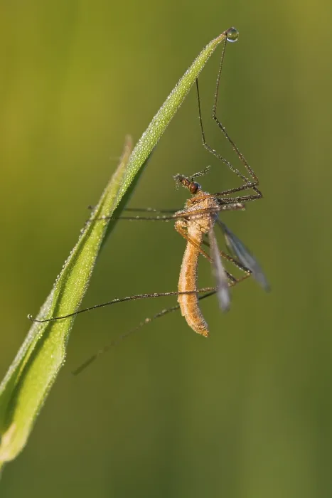 Stampa con cornice : Serpente della prateria (Tipula palidosa)