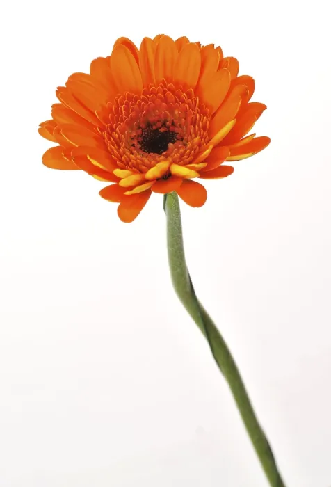 Stampa con cornice : Mini gerbera Stampa con cornice : Mini gerbera