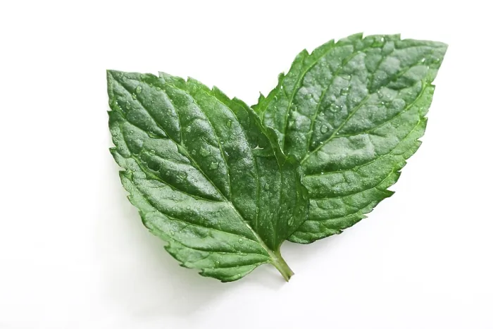Stampa con cornice : Due foglie di menta. Stampa con cornice : Due foglie di menta.