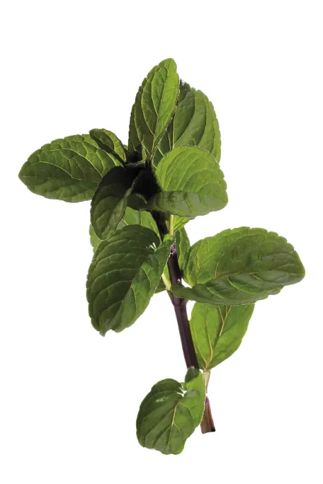 Stampa con cornice : Menta (Mentha) Stampa con cornice : Menta (Mentha)