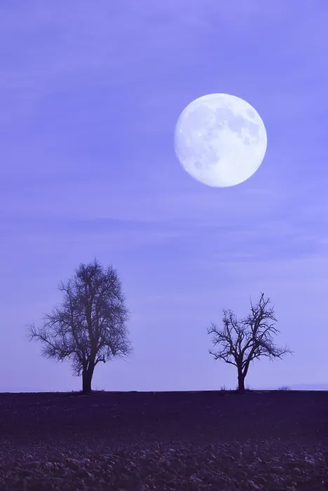 Stampa con cornice : Luna con alberi in campo.