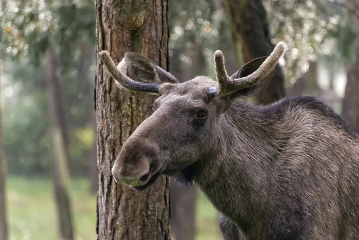 Stampa con cornice : Moose Stampa con cornice : Moose