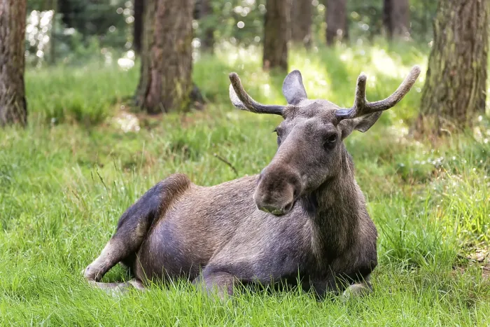 Stampa con cornice : Moose Stampa con cornice : Moose