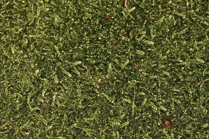 Stampa con cornice : Mosses Stampa con cornice : Mosses