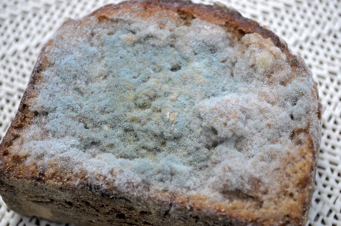 Stampa con cornice : Muffa sul pane, pane muffito.