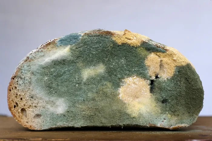 Stampa con cornice : Il pane a muffa Stampa con cornice : Il pane a muffa