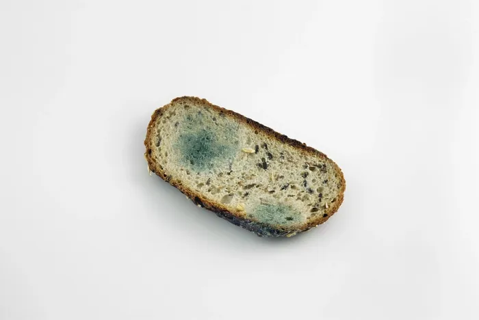 Stampa con cornice : Fetta di pane marcio. Stampa con cornice : Fetta di pane marcio.