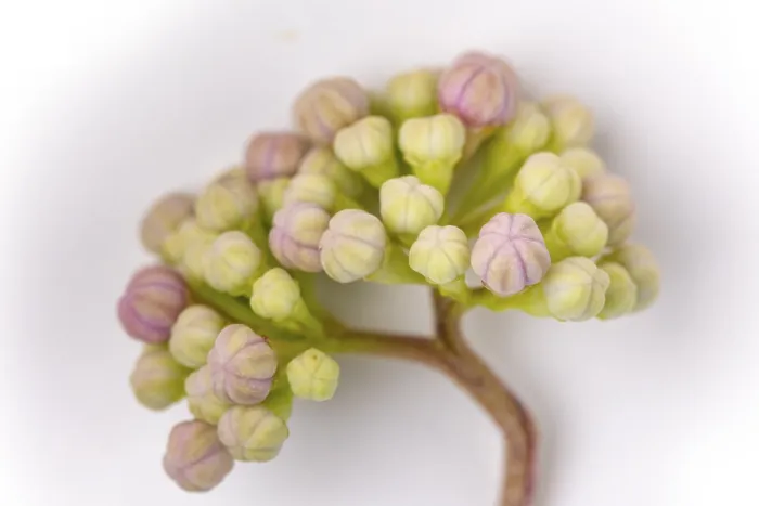 Stampa con cornice : Hydrangea a montagna (Hydrangea serrata) Stampa con cornice : Hydrangea a montagna (Hydrangea serrata)