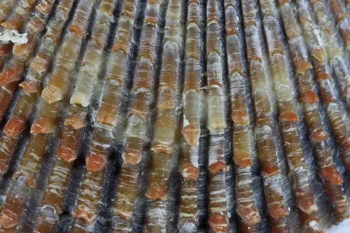 Stampa con cornice : Cozzone, conchiglia.