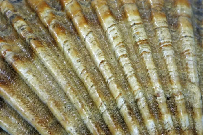 Stampa con cornice : Mussola, conchiglia.