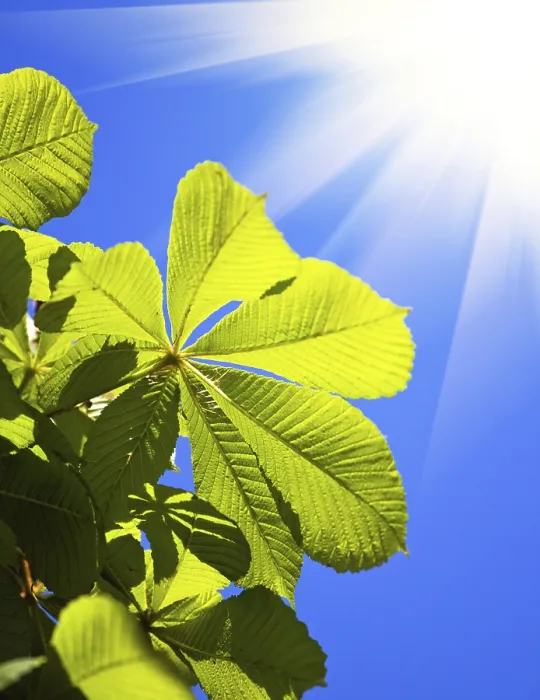 Stampa con cornice : Nature