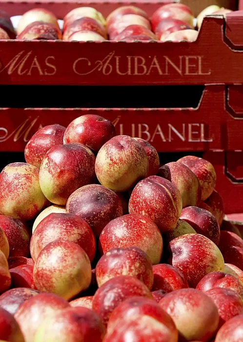 Stampa con cornice : Nectarines Stampa con cornice : Nectarines