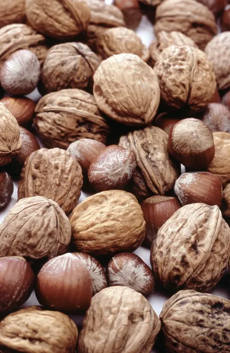 Stampa con cornice : Nuts Stampa con cornice : Nuts