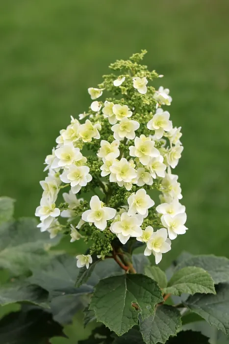Stampa con cornice : Hydrangea quercifolia Stampa con cornice : Hydrangea quercifolia