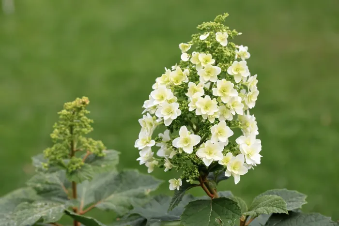 Stampa con cornice : Hydrangea quercifolia Stampa con cornice : Hydrangea quercifolia