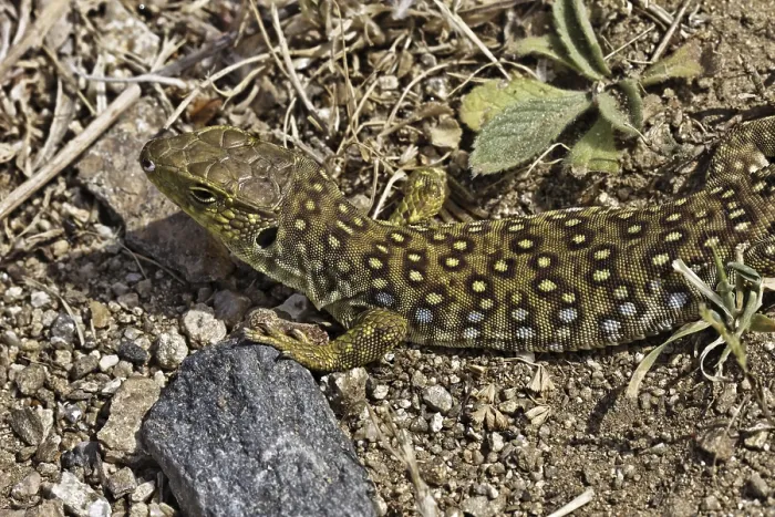 Stampa con cornice : Lucertola ocellata (Timon lepidus)