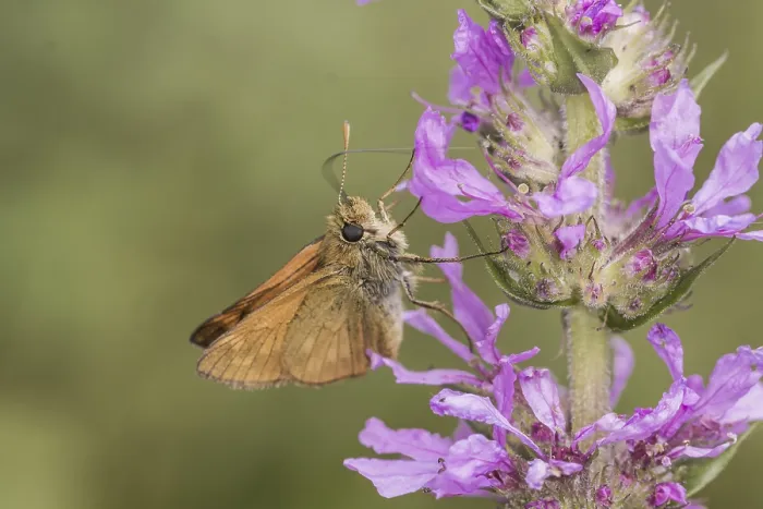 Stampa con cornice : Ochlodes sylvanus (Ochlodes venatus)