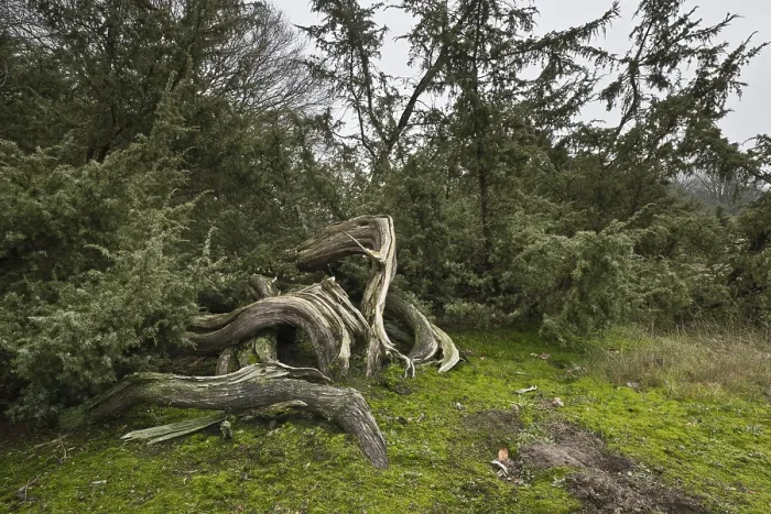 Stampa con cornice : Junipero comune (Juniperus communis) Stampa con cornice : Junipero comune (Juniperus communis)