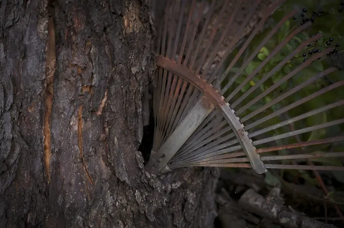 Stampa con cornice : Vecchio rastrello, arrugginito, bloccato in un tronco di albero. Stampa con cornice : Vecchio rastrello, arrugginito, bloccato in un tronco di albero.